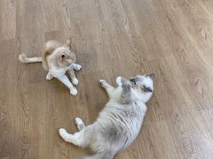 -1013 PET SHOP精品宠物商店(丁香店)