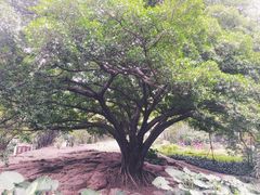 -晓港公园