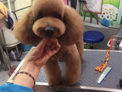 -爱宠屋pet shop·宠物洗澡·宠物美容