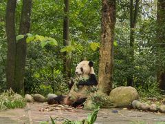 -中国大熊猫保护研究中心雅安碧峰峡基地