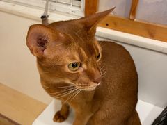 -Let's go狗咖·猫咖·奶狗·桌游(春熙路IFS店)
