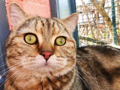 -喵屿·大理花园猫咖