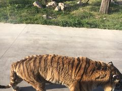 -西安秦岭野生动物园