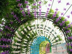 -杭州湾海上花田景区