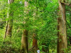 -天目山大树王景区