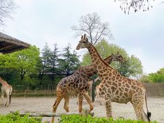 -上海野生动物园