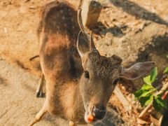 -清迈夜间动物园