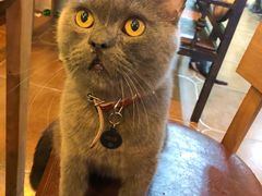 -李小姐の猫咖啡馆(五角场店)