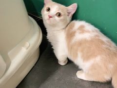 -飞行喵MR PILOT|猫舍·猫咖(静安大融城店)