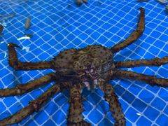 -巧克力渔家.小船海鲜胶东菜(万平口店)