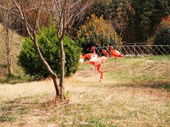 -青岛森林野生动物世界