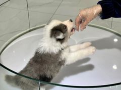 -南京宠物基地·宠物狗宠物猫售卖(南京店)