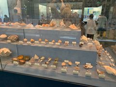 -浙江自然博物院(杭州馆)