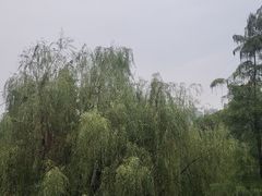 -重庆彩云湖湿地公园