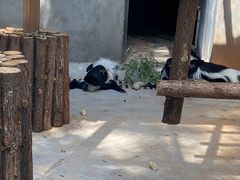 -合肥野生动物园
