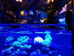 -漫步水族(金源珠宝古玩城店)