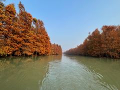 -上海海湾国家森林公园