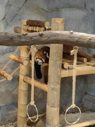 -Zoolung Zoolung动物主题公园(海信广场店)