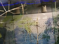 -上海大自然野生昆虫馆(东方明珠·爬宠昆虫探索中心)