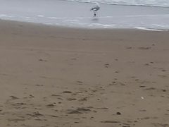 -秦皇岛阿尔卡迪亚滨海度假酒店