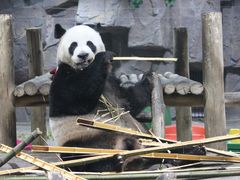 -栾川竹海野生动物园