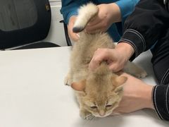 -可蒙动物医院·猫科·骨科中心(首义路店)