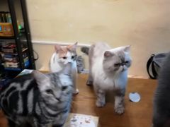 -猫色咖啡·猫咖