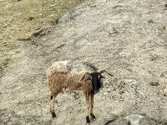 -泉州海丝野生动物世界
