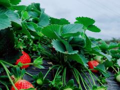 -任达丞国农庄(任达山庄店)