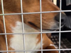 -顺强宠物诊所·狂犬免疫·夜诊·骨科(嘉定店)