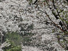 -鸡鸣寺