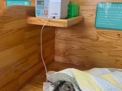 -瑞派宠物医院·24小时骨科·心脏·核磁(哈尔滨南岗店)
