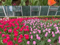 -石家庄市植物园