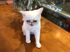 -吉丁鸟咖·异宠·寄养