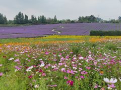 -紫颐香薰山谷景区