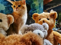 -咖法森林·咖啡  酒吧(天河店)