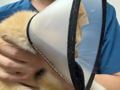 -凯瑞希宠物医院·狂犬免疫·微创·皮肤科