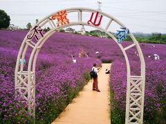 -紫颐香薰山谷景区