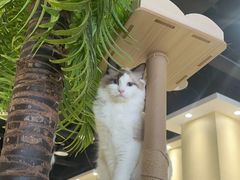 -藏猫猫咖啡主题馆(中央大道店)