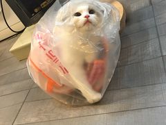 -瑞派·关忠动物医院(国瑞店)