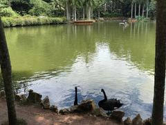 -西双版纳原始森林公园
