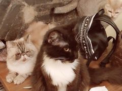-猫色咖啡·猫咖