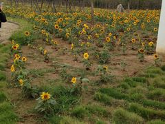 -武汉紫薇都市田园