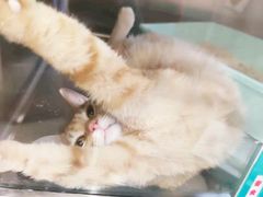 -艾吉宠物医院·疑难杂症转诊中心·猫友好(碧江路院)