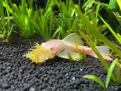 -上海海洋水族馆