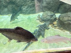 -上海海洋水族馆