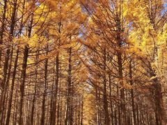 -塞罕坝国家级自然保护区