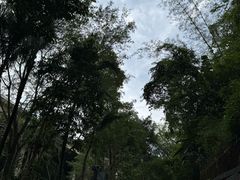 -西双版纳原始森林公园