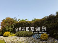 -空港花田景区