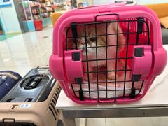 -北京观赏动物医院·24小时大型综合·猫专科·异宠专科
